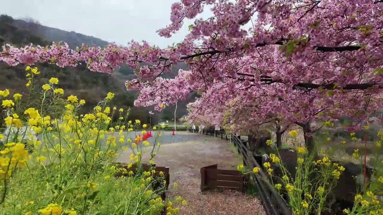 笠戸島、菜の花と河津桜、道沿いの駐車場　2026
