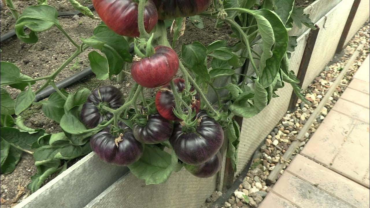 Илья королев семена томатов. Томат гордость марины. Кас 21 томат характеристика. Гном модная мэри томат. Томат минусинские стаканы оранжевые.