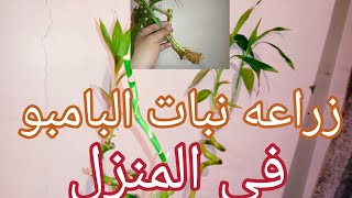 تكاثر نبات البامبو او الخيرزان فى المنزل بطريقه سريعه?نبات الزينه الداخليه