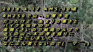 2018.4.17 木の芽採り(タラの芽,コシアブラ)