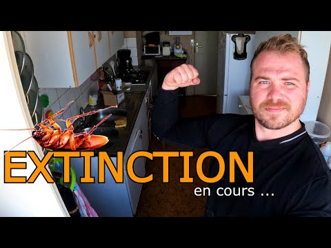 Cafards HLM : nymphes ciblées au gel Blantor, 3e passage
