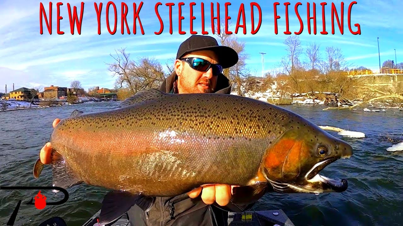 Steelhead Fishing New York YouTube