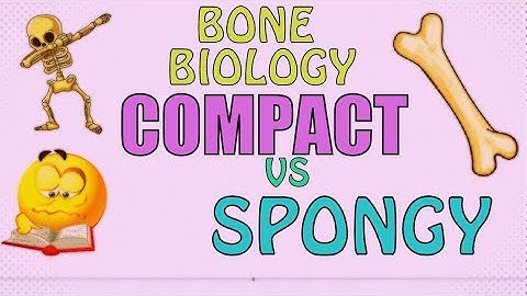 Bone Biology: COMPACT BONE VS SPONGY BONE - EASY FAST REVIEW!!