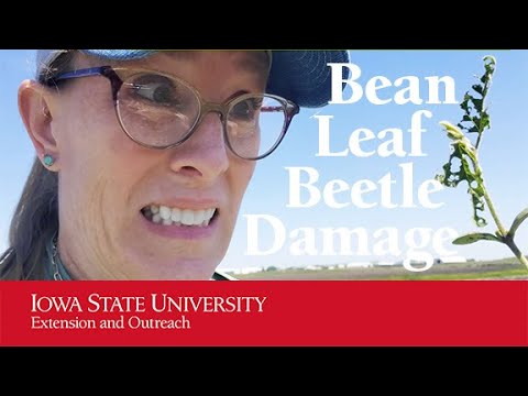 Video: Nadzor listnatih hroščev – Ali so listnati hrošči slabi