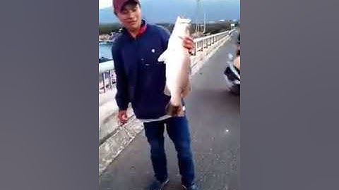 câu cá chẽm lớn ở cửa sông