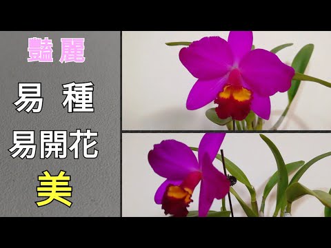 嘉德利亞蘭（卡特蘭）她易種易開花還美