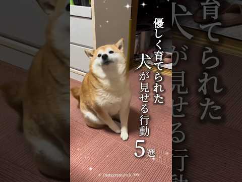 優しい飼い主さんに育て られた犬の行動5選 愛犬に当てはまる行動はあったかな 犬 犬のいる暮らし 愛犬 わんこ 犬バカ部 ペット 犬好きな人と繋がりたい ミックス犬 犬のいる生活