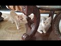 Naughty Kittens Are Grooming After Having Meal They Are Loving Like A Family