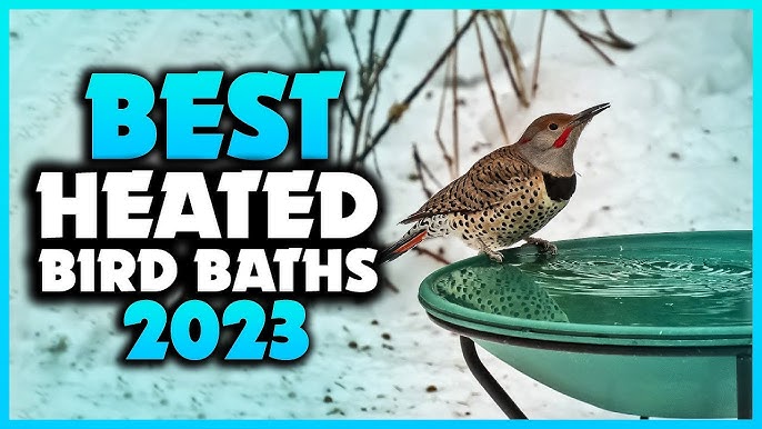 Top 5 Best Skunk Traps To Buy Today (2023 Review)