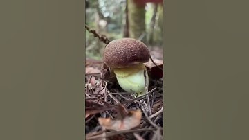 Dipster Tapping - #mysingingmonsters #shorts