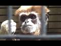 イケメンなシロテテナガザル Cool lar gibbon family #233【Cute animal videos】