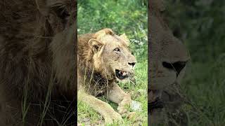 Some pawsome lion photos! #wildlife #safari #nature #lions #wildlife #wildcats #lioness