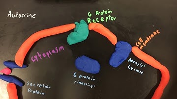 Cell Communication Stop Motion