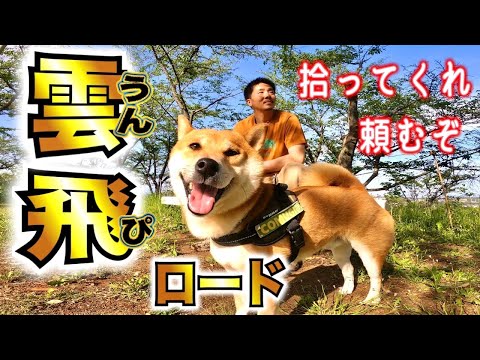 日本を綺麗にしたいのでお願いする柴犬【あるじのステップ】Shiba Inu who wants to make Japan beautiful