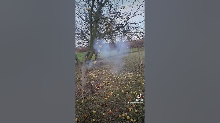Pada li jabuka sa drveta? #petarde #boom #kaboom