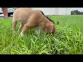 Sandshrew video