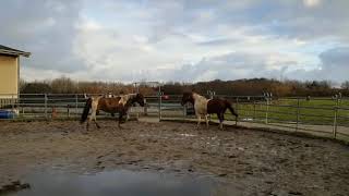 Painthorses Tommy and Job inside the Roundpenn at the Eagles Ranch - Texel Information