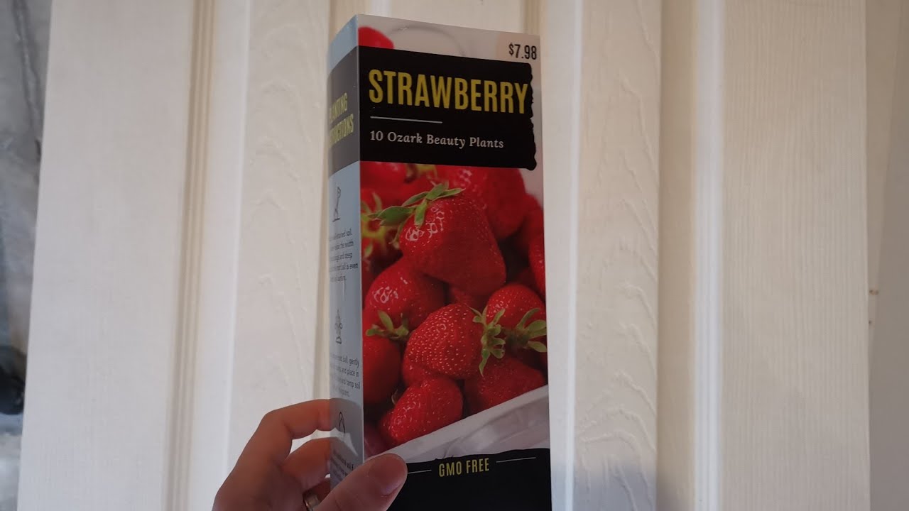 Growing Strawberries Indoors with Home Depot Strawberries Root Crowns