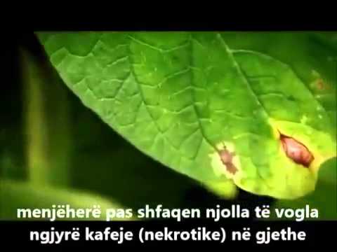 Video: Menaxhimi i Phytophthora Citrus: Kontrollimi i Kalbjes së Rrënjëve Ushqyese të Pemëve Agrume