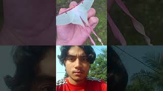 7 Day Kingdom of Luna Moth 😱 || #shortvideo #shorts @MrSujay