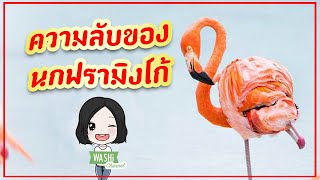 ความลับ ของ นกฟลามิงโก้ ? [ สาระน่ารู้ ความรู้ทั่วไป ] : Washi Channel