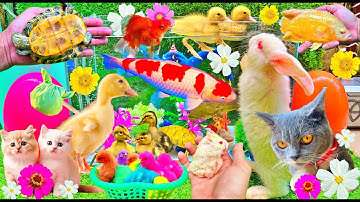 Những loài vật dễ thương bạn nên biết: Mèo, Cua, Rùa, Cá Koi, Cá Vàng, Thỏ, Vịt Con