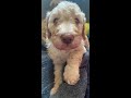 F1B Goldendoodle Puppies!