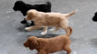 Miniature Golden Mountain Doodle Puppies For Sale