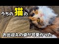 猫のお出迎え姿がソワソワしてて可愛いが過ぎる