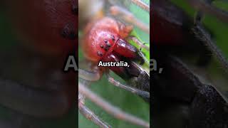 Terrifying Redback Spider Facts You Can't Ignore! | Facts and Stories plus!