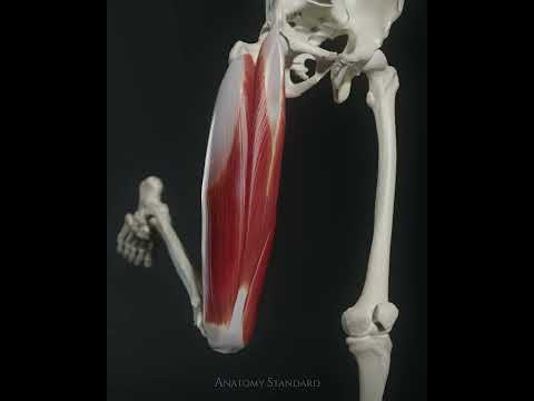 Wideo: Czy mięśnie czworogłowe mięśnia czworogłowego przyśrodkowego są bardzo szerokie?