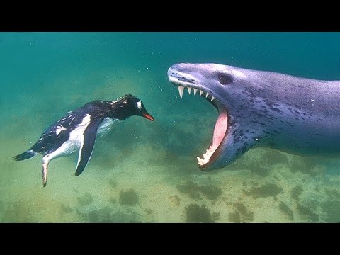 #1 Se ver esse ANIMAL FUJA RÁPIDO ele pode MATAR Mới Nhất 73 #1 Se ver esse ANIMAL FUJA RÁPIDO ele pode MATAR Mới Nhất