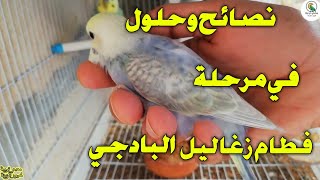 طيور الحب البادجي budgies birds (كيفية فطام الزغاليل)