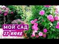 САД ПОСЛЕ ЗИМЫ. Обзор сада в конце июня