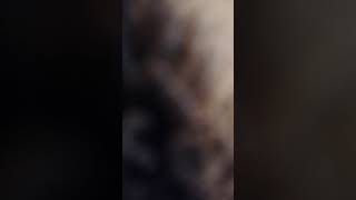 Meine Ansicht zum Tod geliebter Wesen