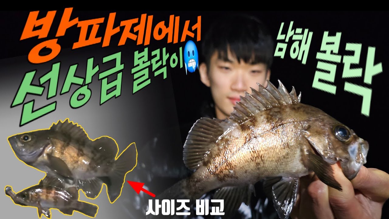 서 있기도 힘든 강풍! 하지만 노구 방파제에서 선상급 볼락? #왕볼락 #방파제볼락 #태풍급바람