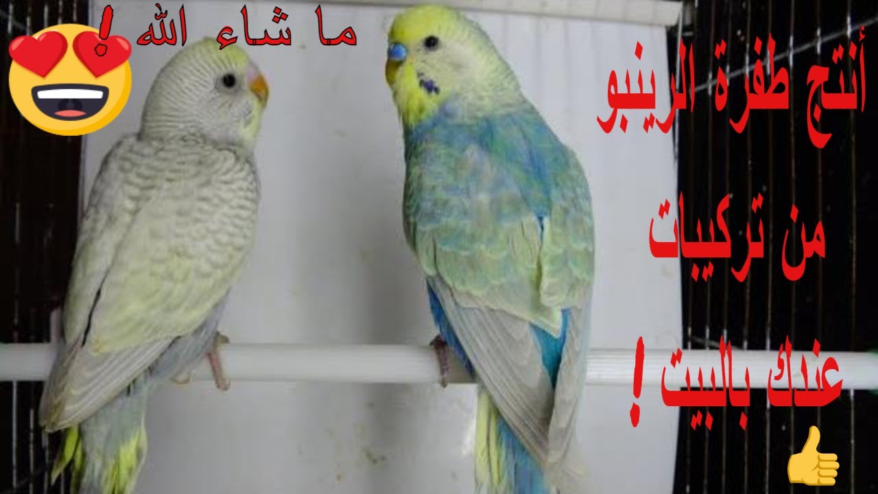 أسهل طريقة لانتاج طفرة البادجي الرينبو و مواصفاتها
