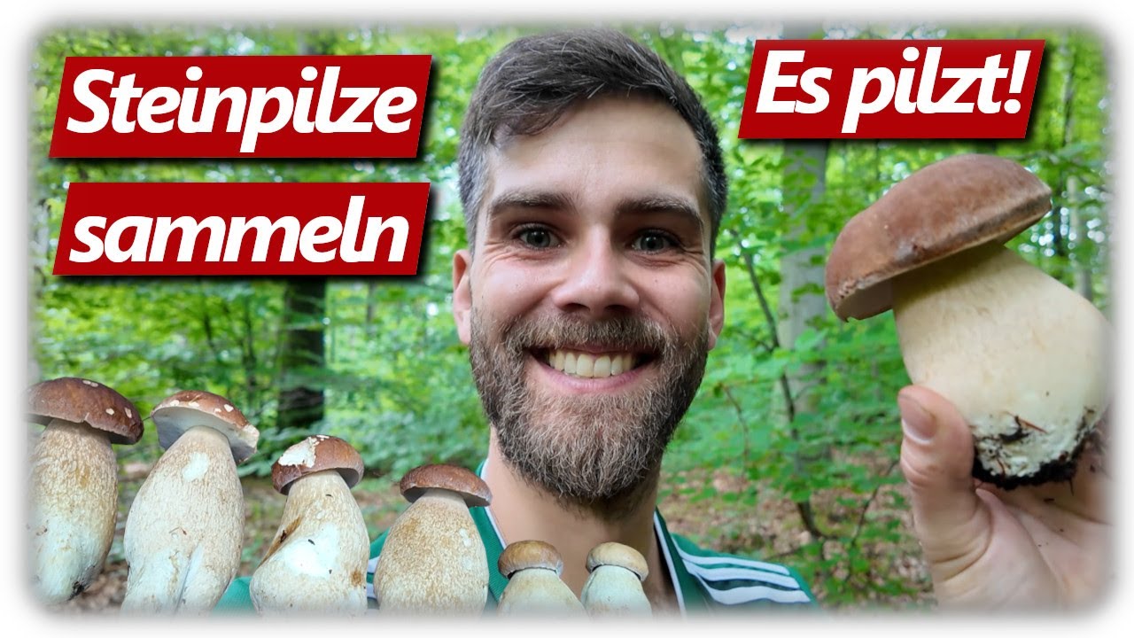 Steinpilz Wahnsinn im August 2025 nicht verpassen! | Es pilzt wieder im Wald