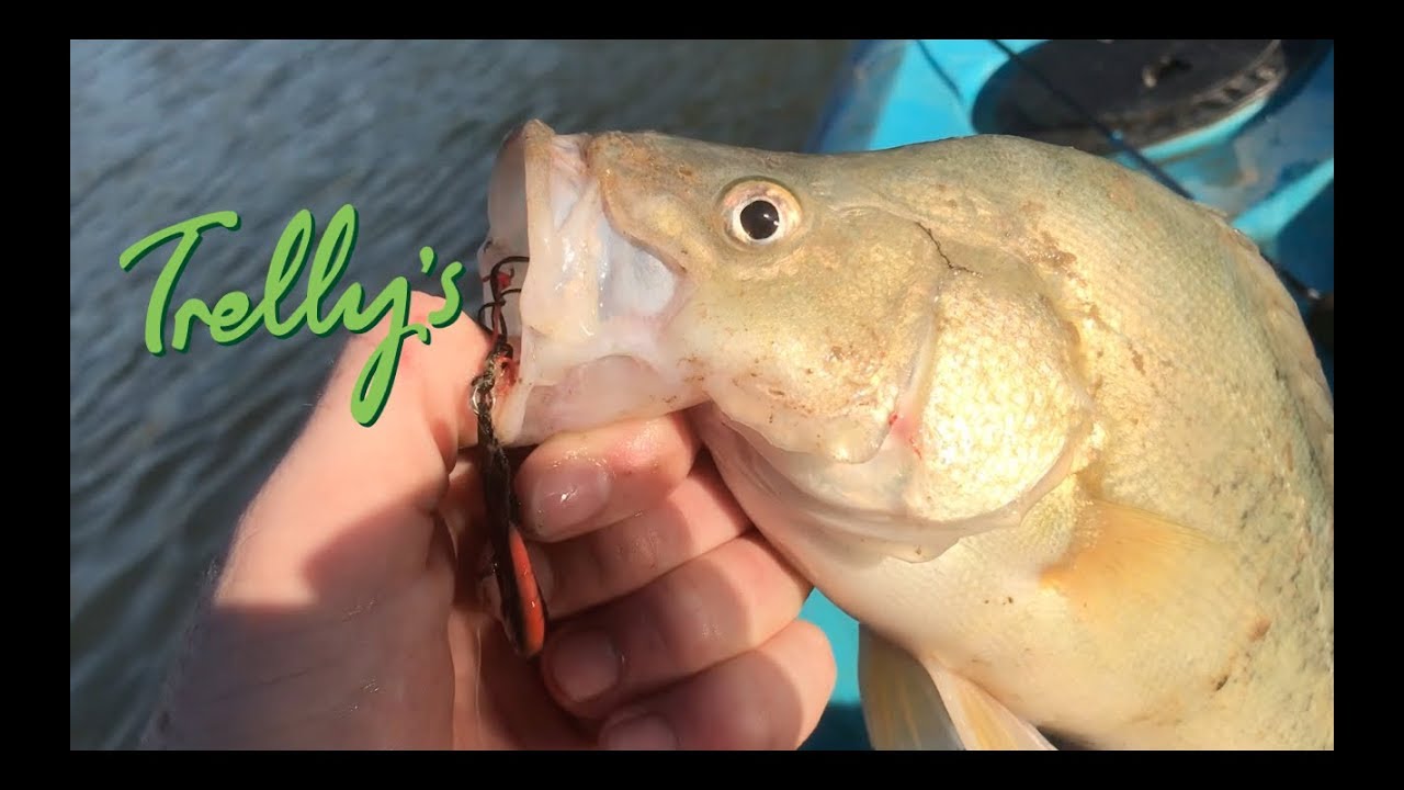 Golden Perch Fishing (57cm) - Numurkah lake - YouTube