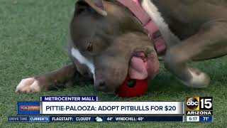 Pittie-Palooza Adopt A Pit Bull For 20