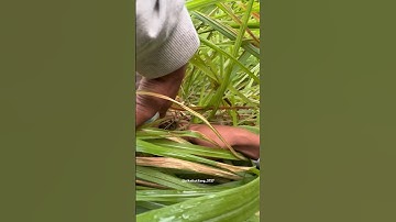 Cari sarang burung mprit kaji #kicaumania #burung #sarangburung #burungliar #bolang