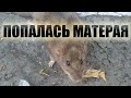 наконец то я ее поймал.Хитрая крыса