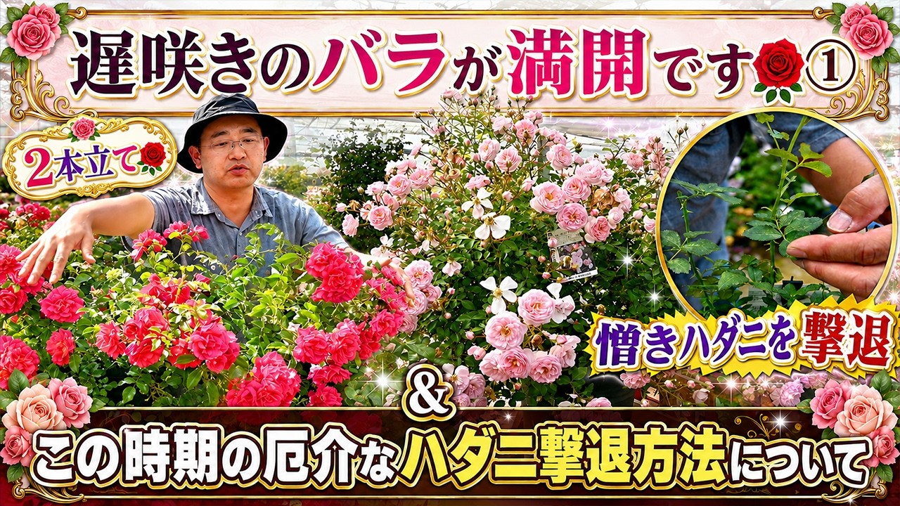 遅咲きのバラが満開です🌹①】&【憎きハダニの撃退方法】の2本立て