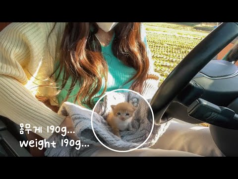 On the 8th day of birth, a 190g kitten left alone in the middle of the road... Street cat rescue