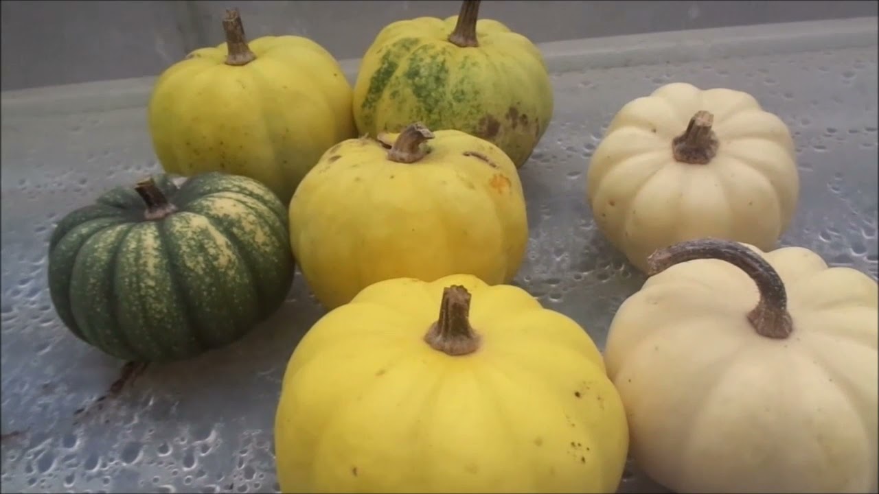 The Results of Cross Pollination - Fun in the Garden