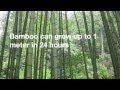 12 Amazing Facts About Bamboo 