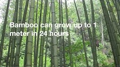 12 Amazing Facts About Bamboo