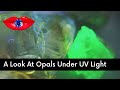 Looking At Opals Under UV Light