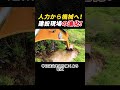 人力から機械へ! 建設現場の進化! #重機 #ショベルカー #建設現場 #インフラ工事 #作業動画