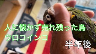 人に懐かず売れ残った鳥　ウロコインコ半年後